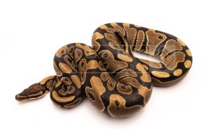 Wild Caught african import ball python for sale