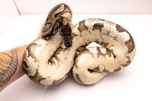 Wild Caught african import ball python for sale