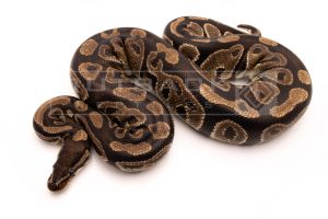 Wild Caught african import ball python for sale