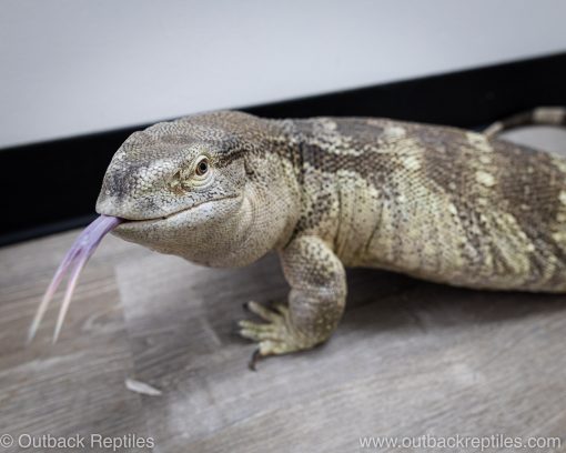 White throat monitor for sale