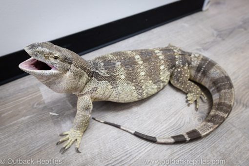 White throat monitor for sale