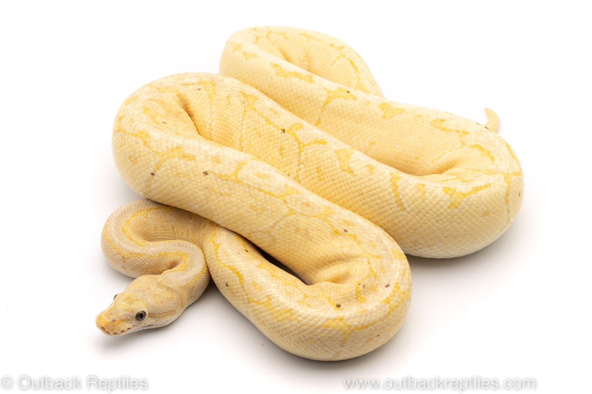 Lemon Blast Banana ball python for sale