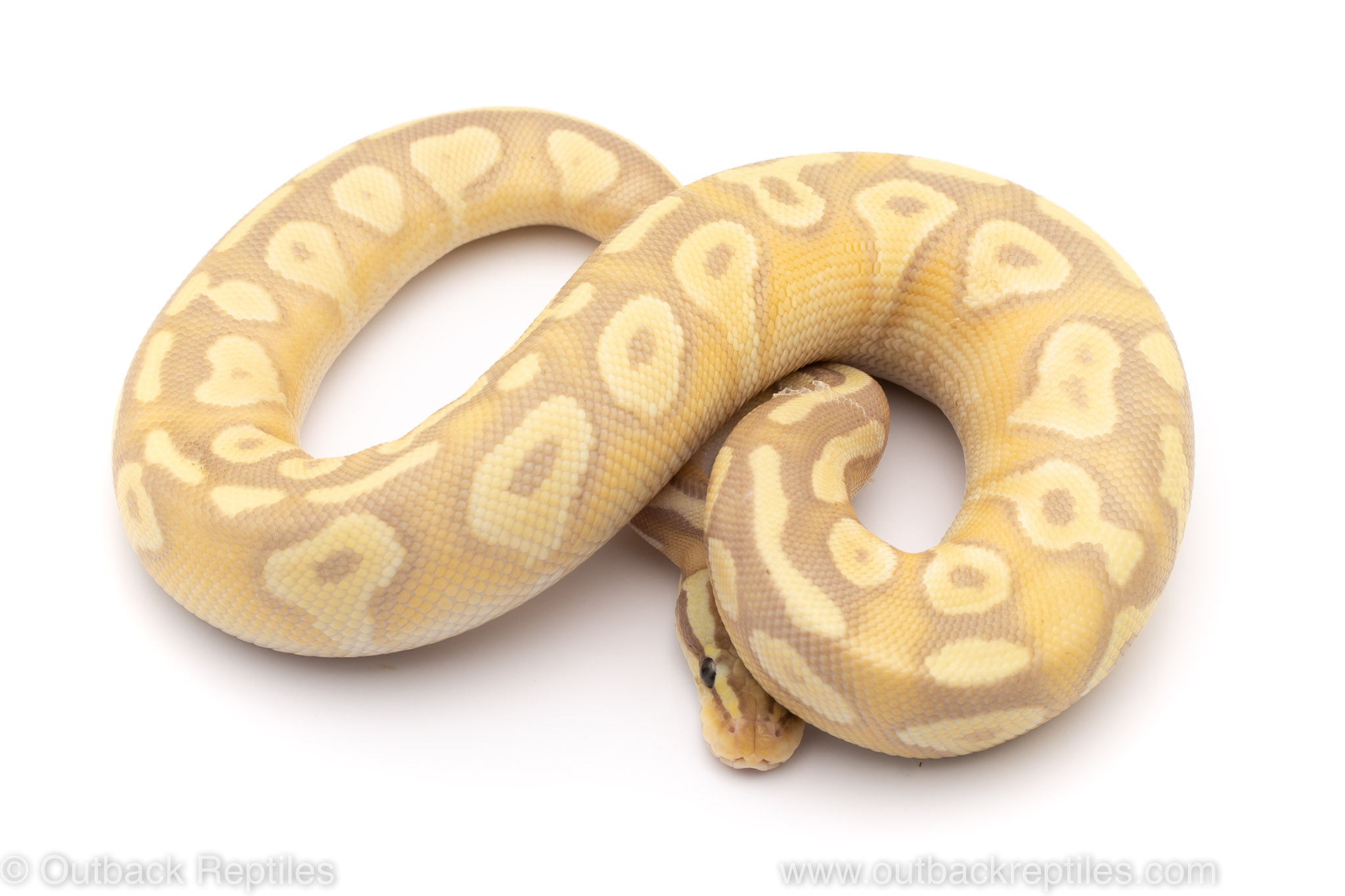 female banana mystic ball python for sale