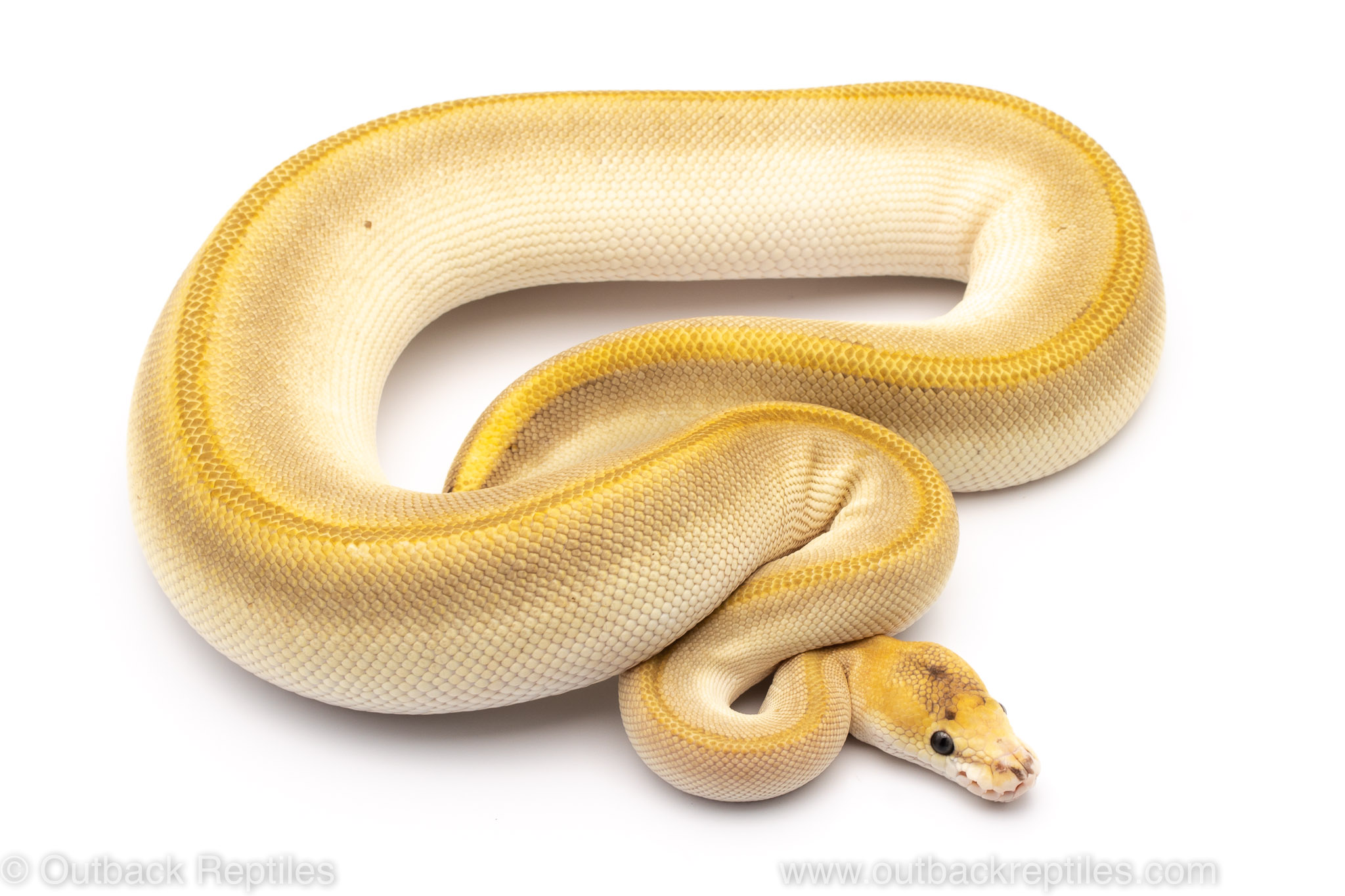 champagne butter ball python for sale