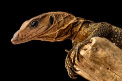 Spiny Monitor varanus spinulosis