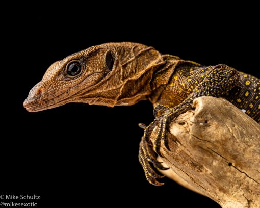 Spiny Monitor varanus spinulosis