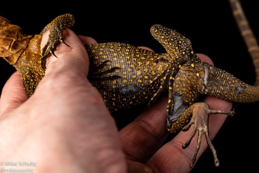 Spiny Monitor varanus spinulosis