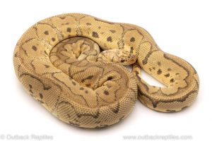 Killer Clown ball python for sale