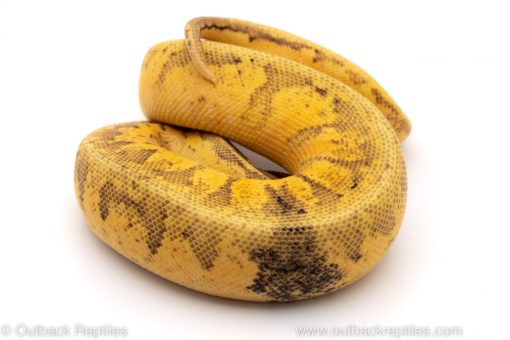 calico lemonblast paradox ball python for sale