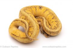calico lemonblast paradox ball python for sale