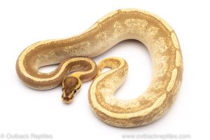 pastave enchi super stripe ball python for sale