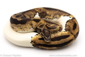 pied ball python for sale