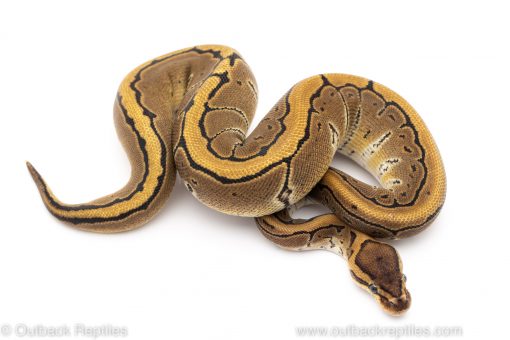pin het pied ph VPI axanthic ball python for sale