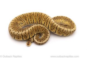 killer blast GHI ball python for sale