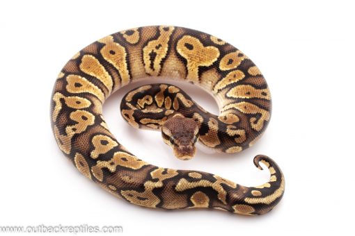 Pastel Cinder ball python for sale