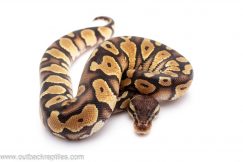 Pastel Cinder ball python for sale