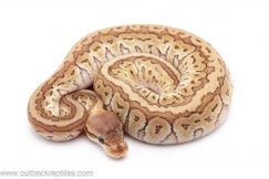 Jigsaw cinder ball python for sale