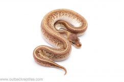 Pastave Pinstripe cinder ball python for sale