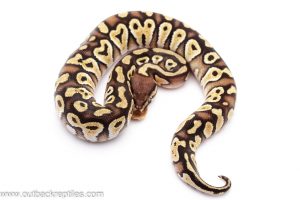 Pastave Cinder ball python for sale