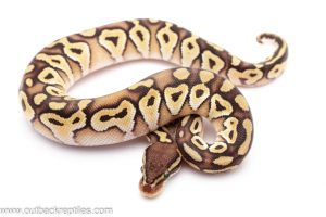 Pastave cinder ball python for sale