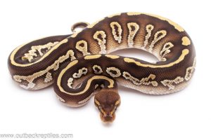 mojave cinder ball python for sale