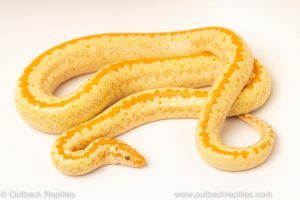 albino monostripe rosy boas for sale