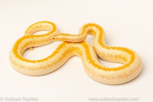 albino monostripe rosy boas for sale