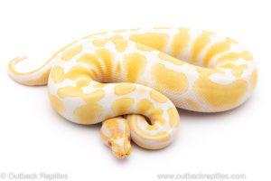 albino ball python for sale