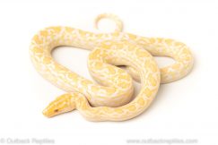 albino colombian rainbow boa for sale