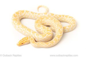 albino colombian rainbow boa for sale