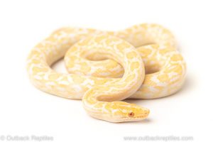 albino colombian rainbow boa for sale