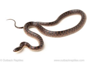 Asian red banded wolf snake dinodon rosozonatum