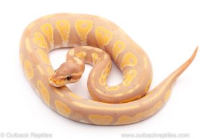 banana blackhead ball python for sale