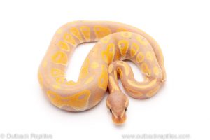 Banana blackhead ball python for sale