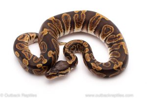 Black pastel GHI ball python for sale