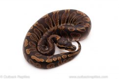Black pastel GHI ball python for sale