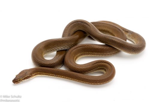 african house snake for sale