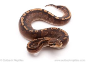 Cinnamon GHI ball python for sale