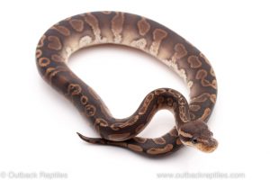 Cinnamon GHI ball python for sale