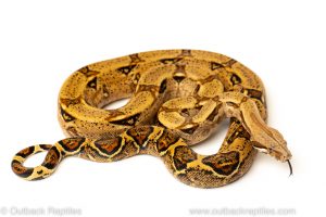hypo colombian redtail boa for sale