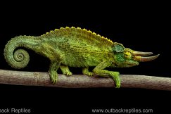 Jackson's CHameleon for sale