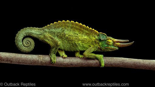 Jackson's CHameleon for sale