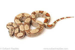jungle redtail boa for sale