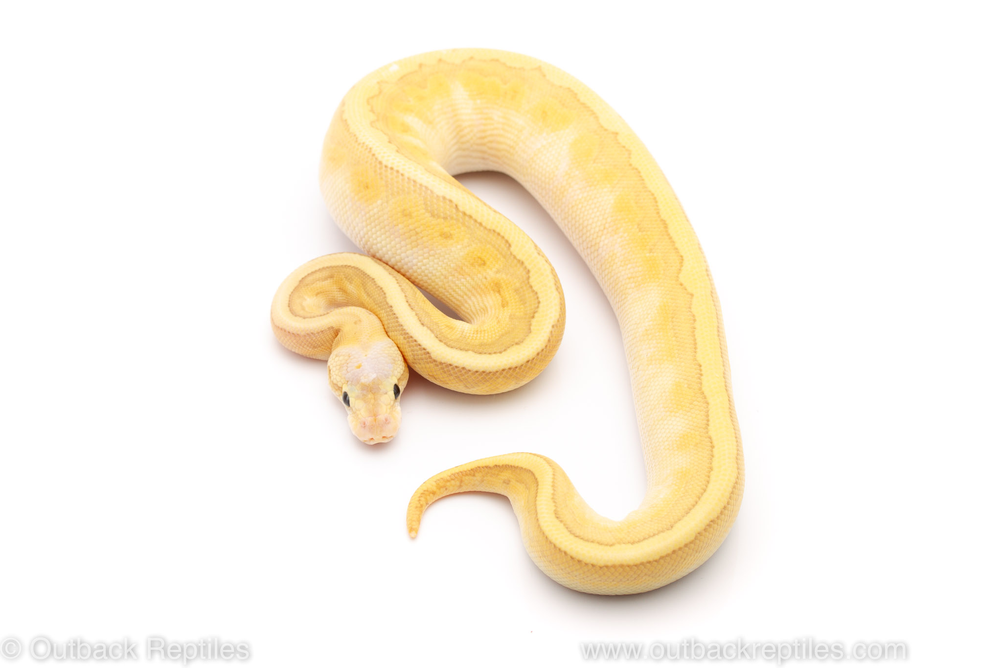 Calico Emperor Pin ball python for sale