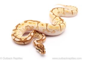 lesser bee het ghost ball python for sale