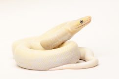 blue eyed lucy colombian rainbow boa for sale