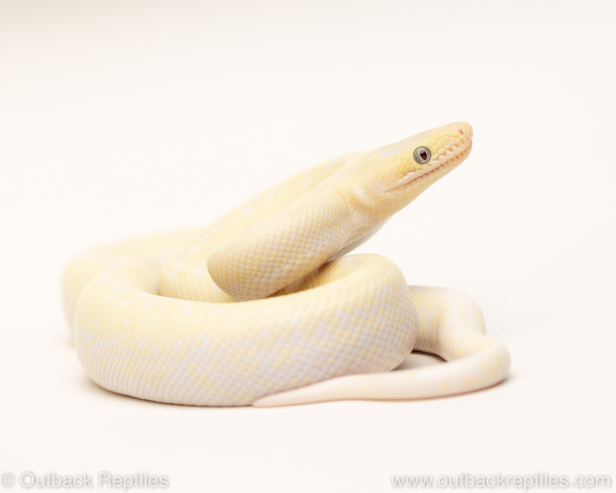 Leucistic rainbow boa : r/snakes