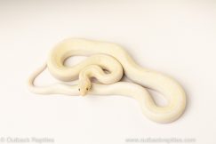 blue eyed lucy colombian rainbow boa for sale