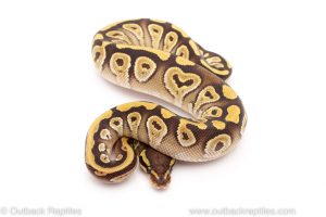 Mojave ball python for sale