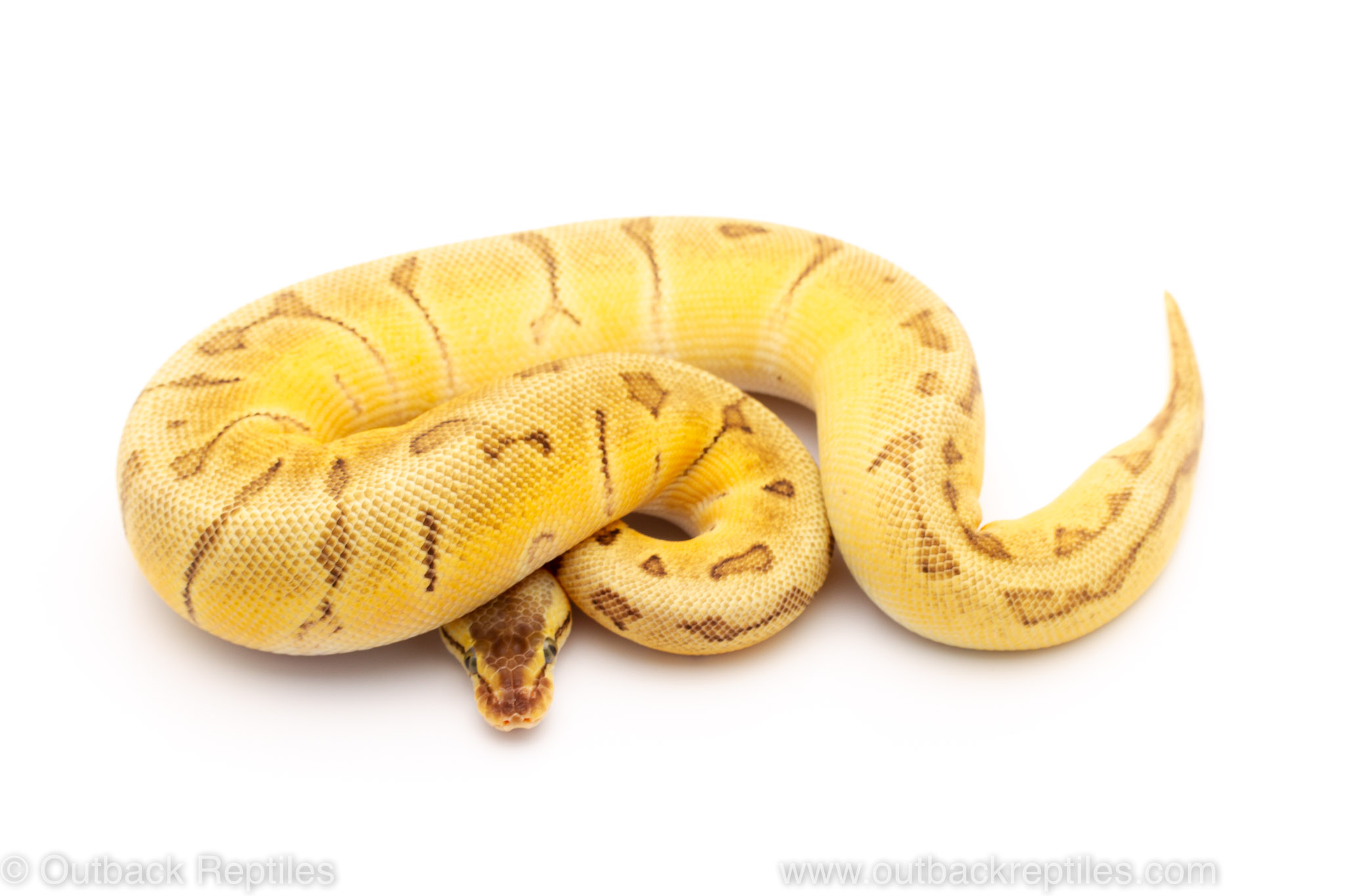 Orange Dream Enchi Lemonblast ball python for sale